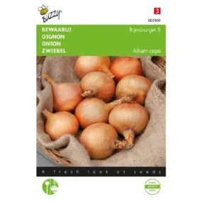 Uien Rijnsburger - Allium cepa